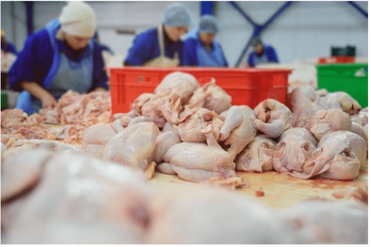 supplier daging ayam
