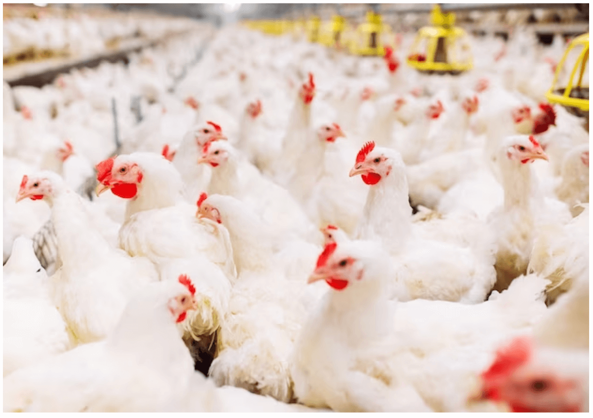 supplier ayam