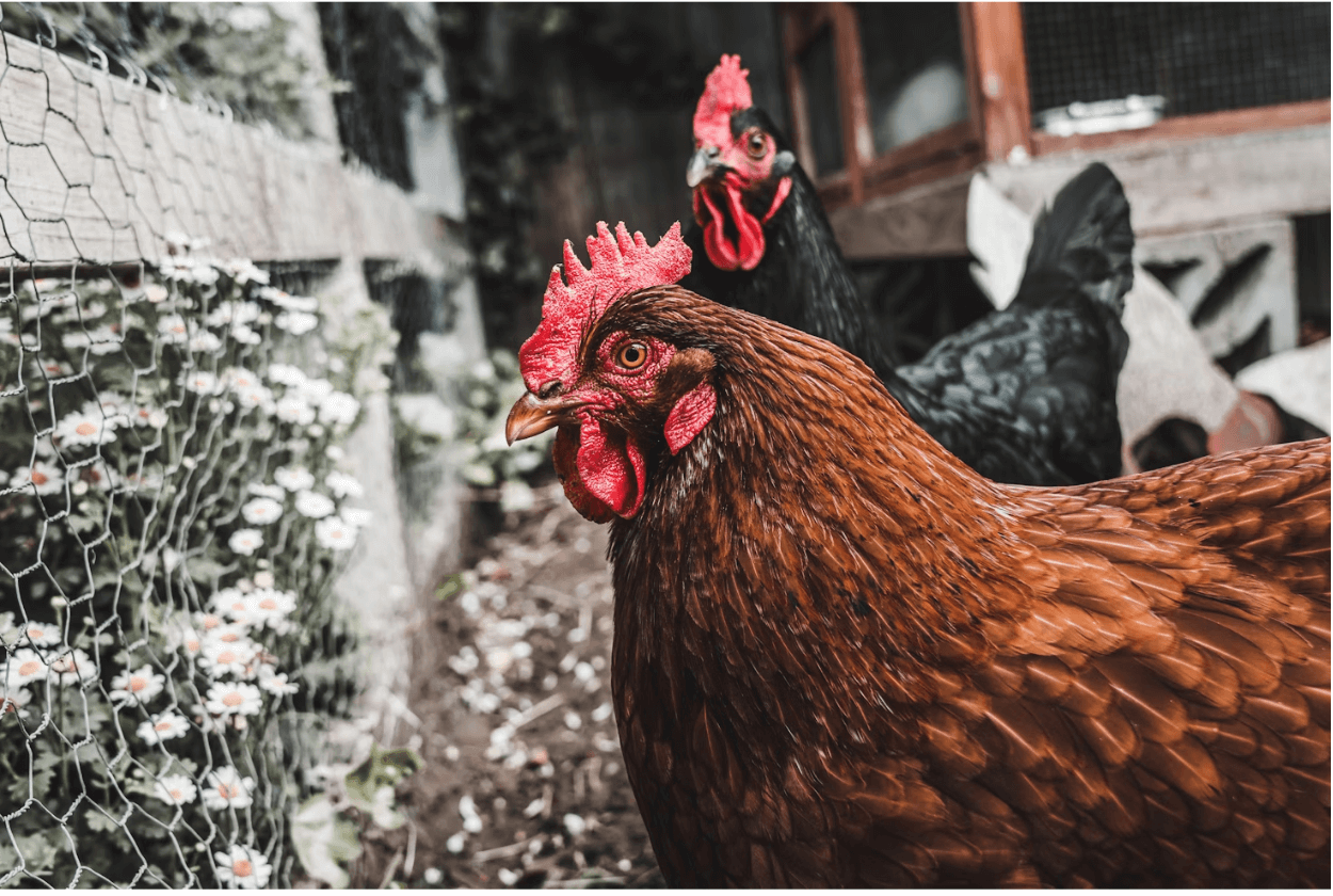 produk_usaha_ayam_potong